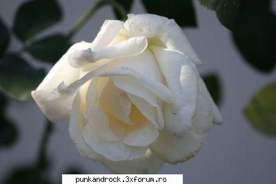 trandafir alb sau trandafir rosu?? trandafir alb